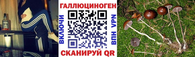 Купить  Маркс  Псилоцибиновые грибы MAGIC MUSHROOMS 